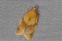 Clepsis consimilana