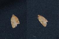 Acleris ferrugana/notana