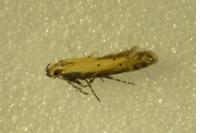 Aristotelia brizella