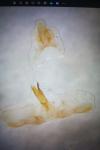 Acleris ferrugana