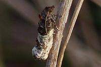 Phaneta pauperana