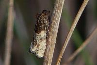 Phaneta pauperana