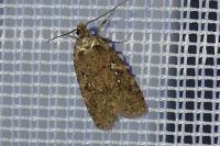 Agonopterix