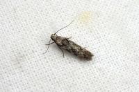 Carpatolechia decorella