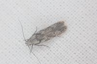 Carpatolechia decorella