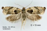 Gypsonoma imparana