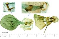Gypsonoma imparana