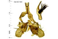 Falseuncaria ruficiliana