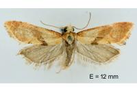 Cochylis roseana