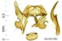Cochylis roseana