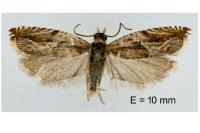 Ancylis comptana