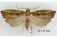 Bactra venosana