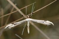 Oidaematophorus lithodactylus