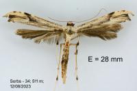 Oidaematophorus lithodactylus