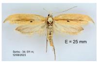 Ypsolopha nemorella