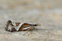Eidophasia hufnagelii