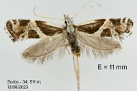 Eidophasia hufnagelii