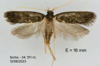 Homaloxestis briantiella