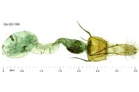 Homaloxestis briantiella