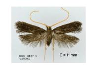 Lecithocera nigrana