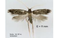 Eurodachtha siculella