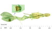 Eurodachtha siculella