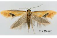 Batia lambdella