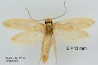 Ateliotum petrinella