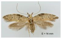 Rosetea rosetella
