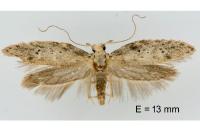 Rosetea rosetella