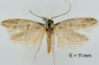 Symmocoides oxybiella