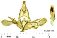Symmocoides oxybiella