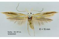Coleophora vibicella
