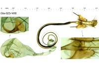 Coleophora vibicella
