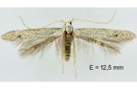 Coleophora hemerobiella