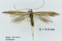 Coleophora corsicella
