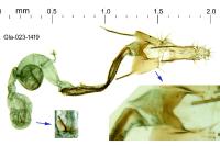 Coleophora corsicella