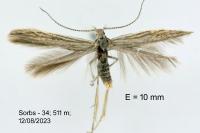 Coleophora iperspinata