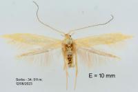 Coleophora flavipennella