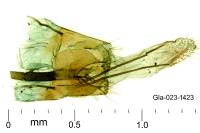 Coleophora flavipennella