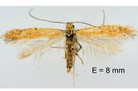 Aspilapteryx limosella