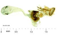 Aspilapteryx limosella