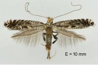 Parornix torquillella