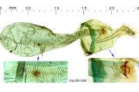 Parornix torquillella