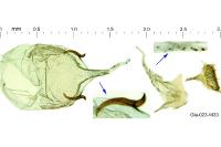 Caloptilia honoratella