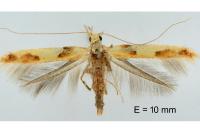 Caloptilia honoratella