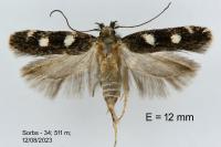 Gelechia mediterranea