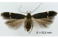 Aproaerema patruella