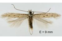 Megacraspedus microsacculella
