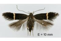 Aproaerema cinctella